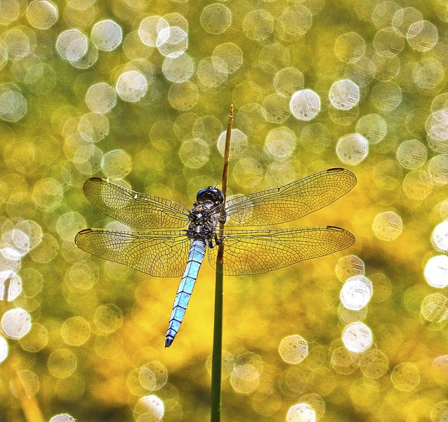 539 - ORTHETRUM BLEUISSANT - PAILLE JEAN-CLAUDE - france.jpg